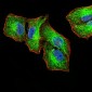 SIRT4 Antibody